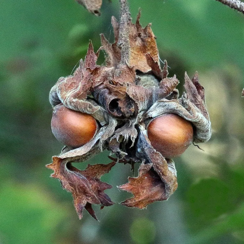 American Hazelnut Filbert 5 Seeds Corylus americana  USA Company