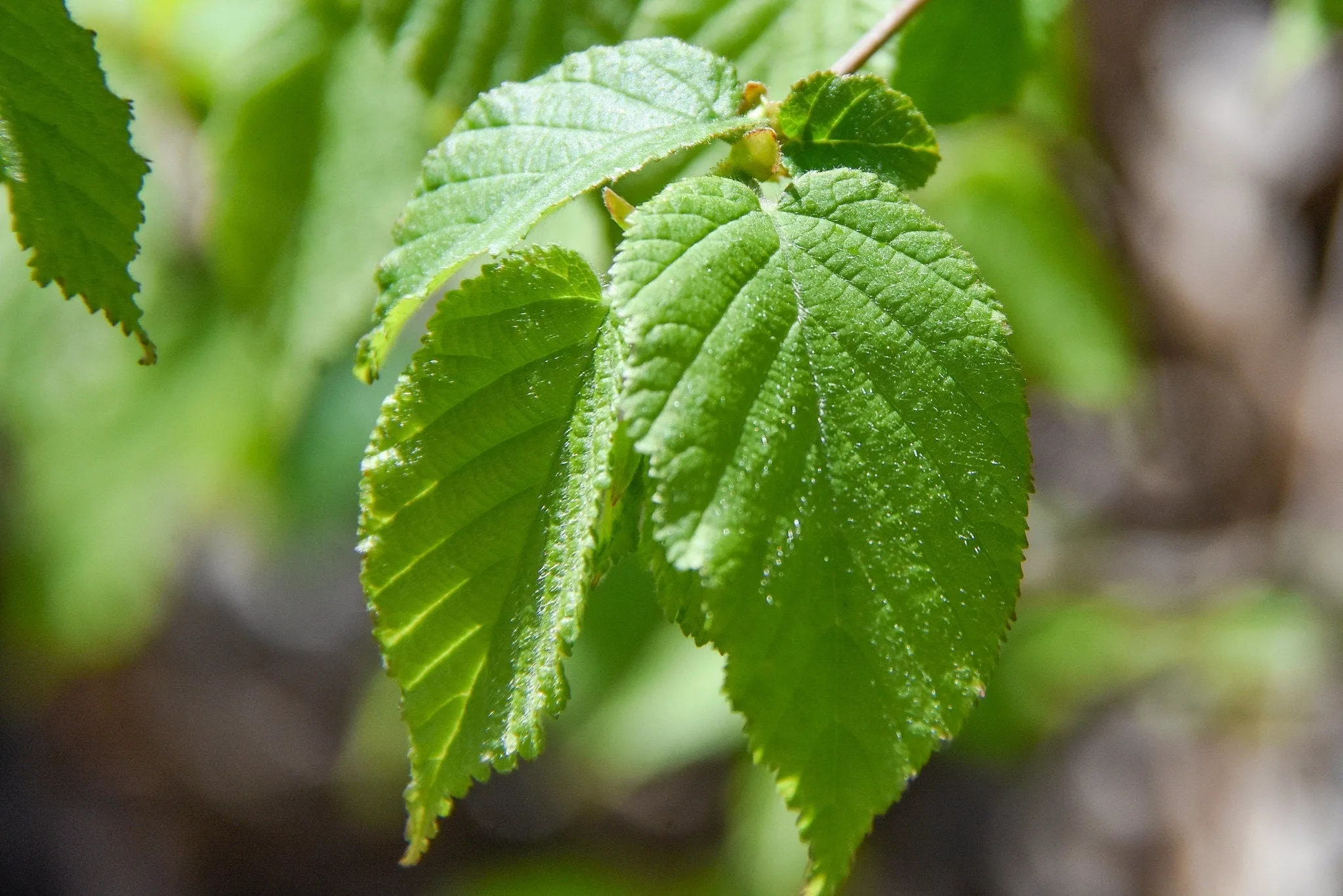 American Hazelnut Filbert 5 Seeds Corylus americana  USA Company