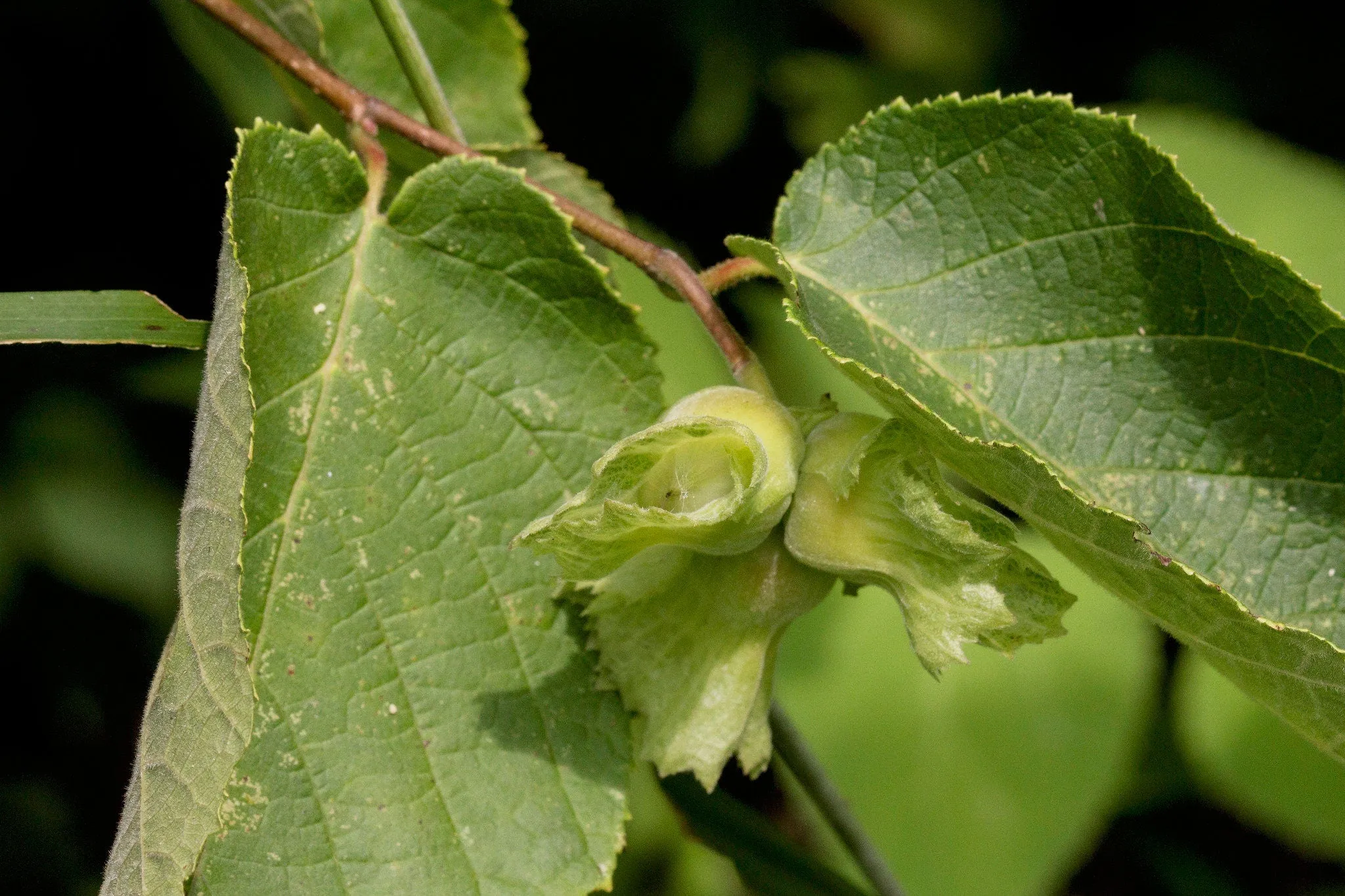 American Hazelnut Filbert 5 Seeds Corylus americana  USA Company