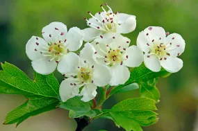 English Hawthorn Crataegus monogyna 100 Seeds  USA Company