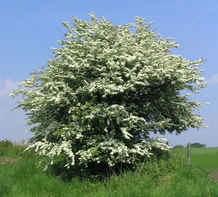 English Hawthorn Crataegus monogyna 100 Seeds  USA Company