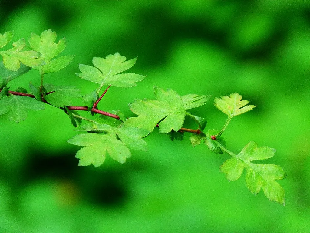 English Hawthorn Crataegus monogyna 100 Seeds  USA Company