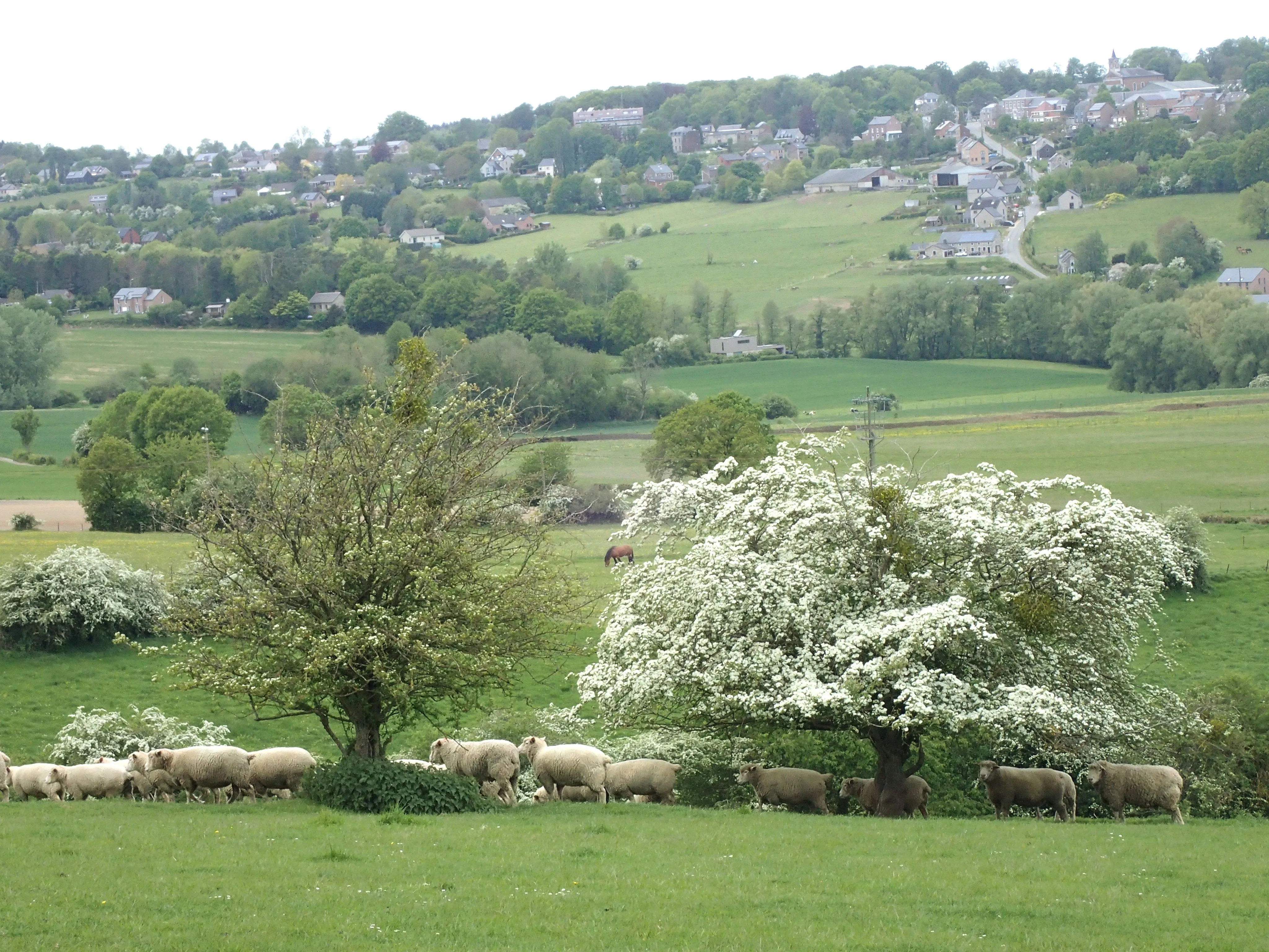 English Hawthorn Crataegus monogyna 100 Seeds  USA Company