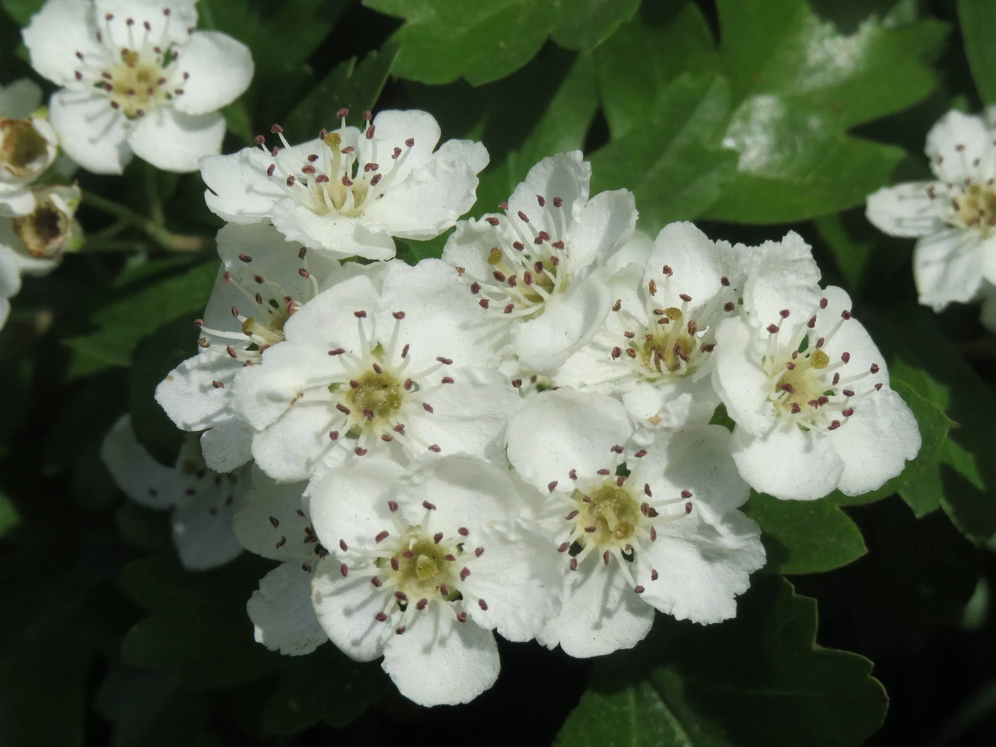 English Hawthorn Crataegus monogyna 100 Seeds  USA Company