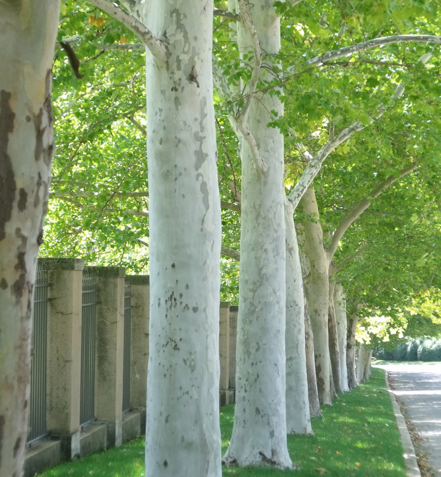 London Plane Tree Platanus acerifolia 100 Seeds   USA Company