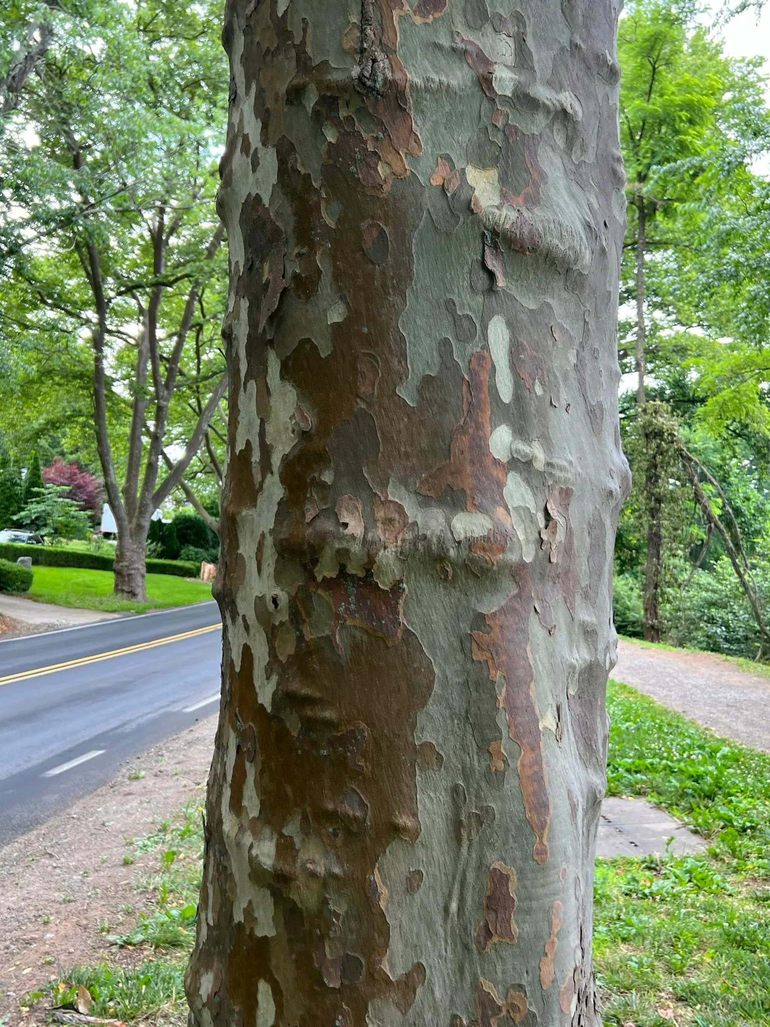 London Plane Tree Platanus acerifolia 100 Seeds   USA Company