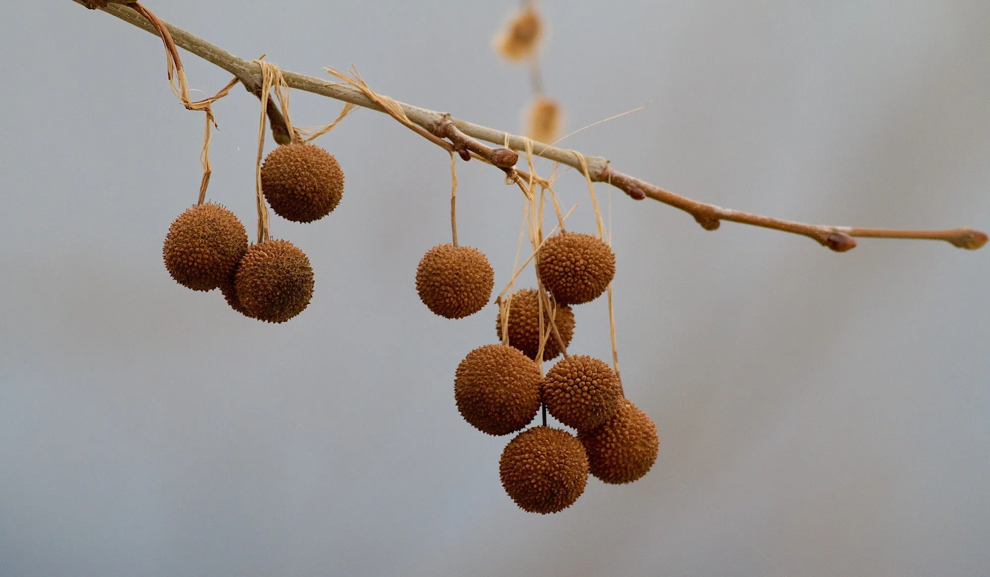 London Plane Tree Platanus acerifolia 100 Seeds   USA Company