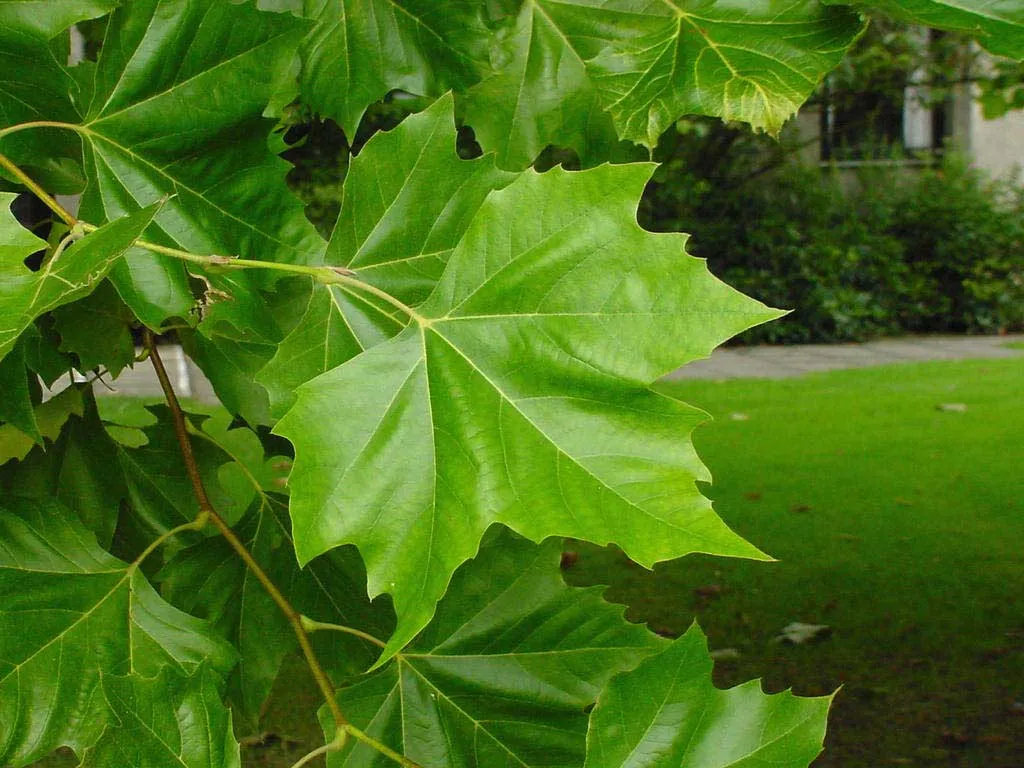 London Plane Tree Platanus acerifolia 100 Seeds   USA Company