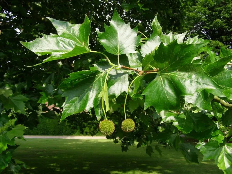 London Plane Tree Platanus acerifolia 100 Seeds   USA Company