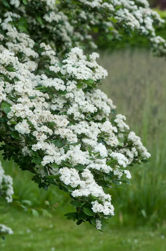 Mayflower  100 Seeds  Midland Hawthorn  Crataegus laevigata  USA Company