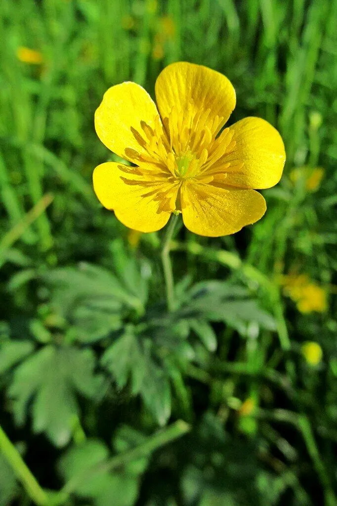 Meadow buttercup Ranunculus acris 100 Seeds   USA Company