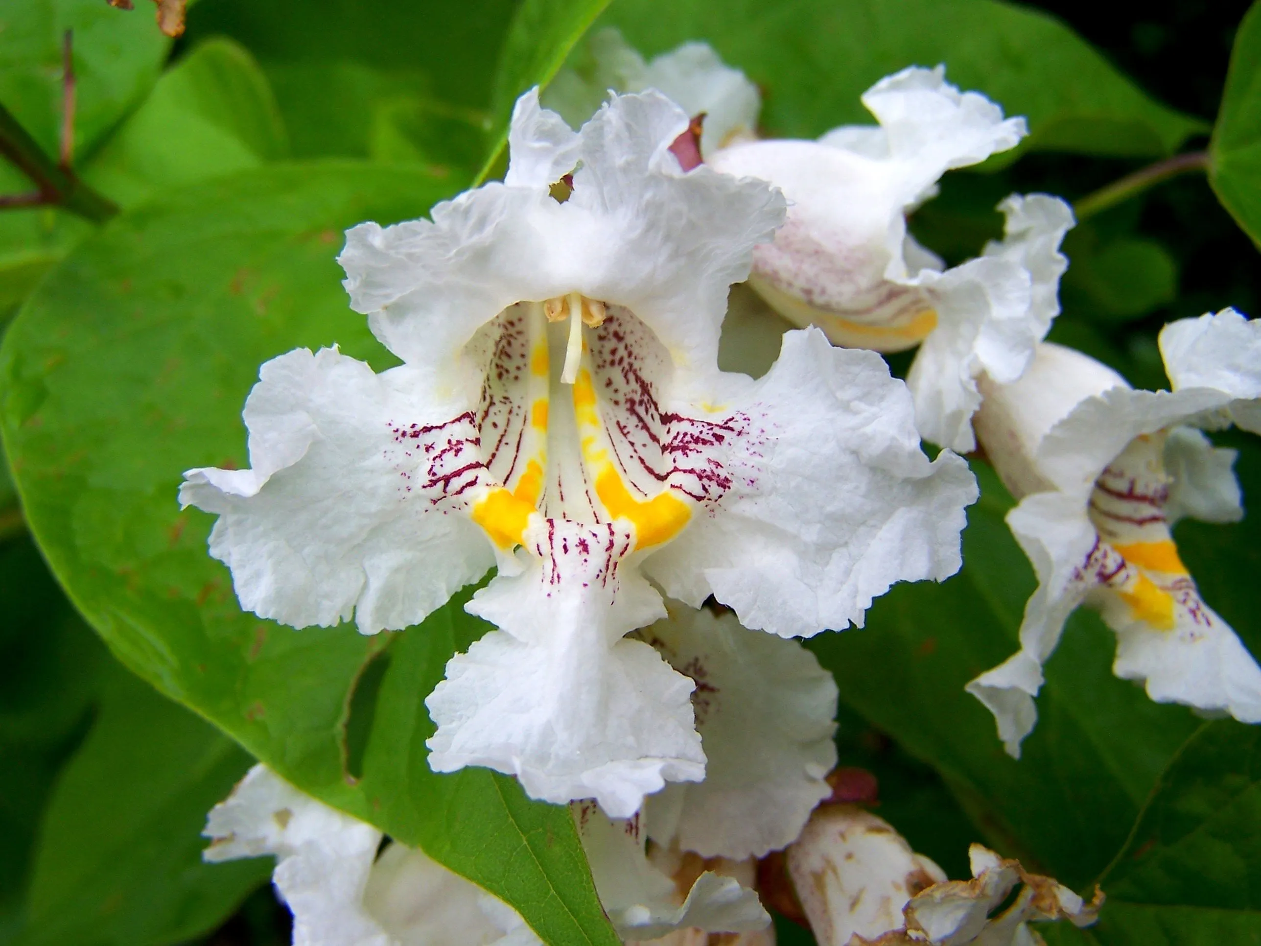 Northern Catalpa Catalpa speciosa 10 Seeds   USA Company