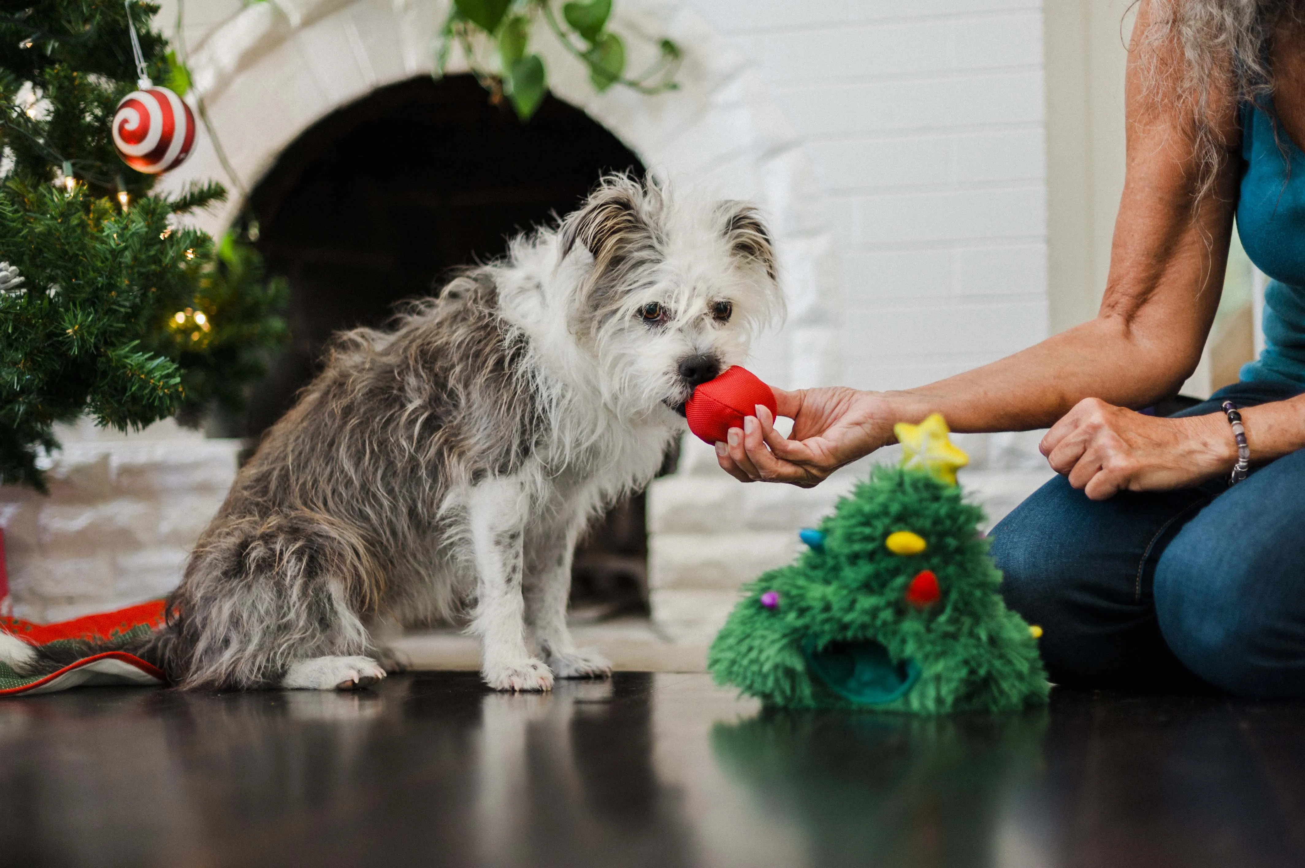 P.L.A.Y. Merry Woofmas Dog Plush toys: Bundle