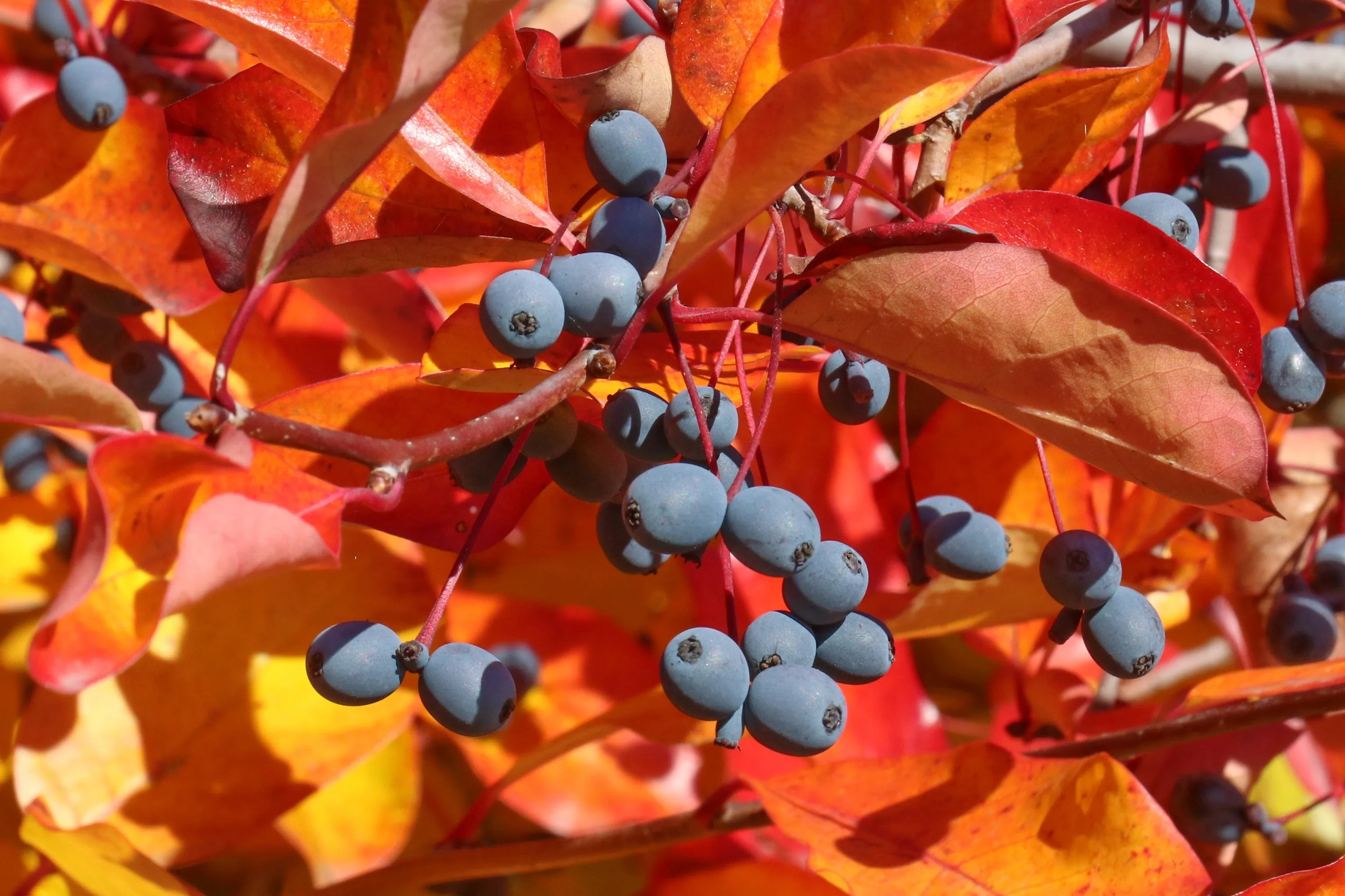 Sour Gum Black Tupelo Nyssa sylvatica 100 Seeds  USA Company