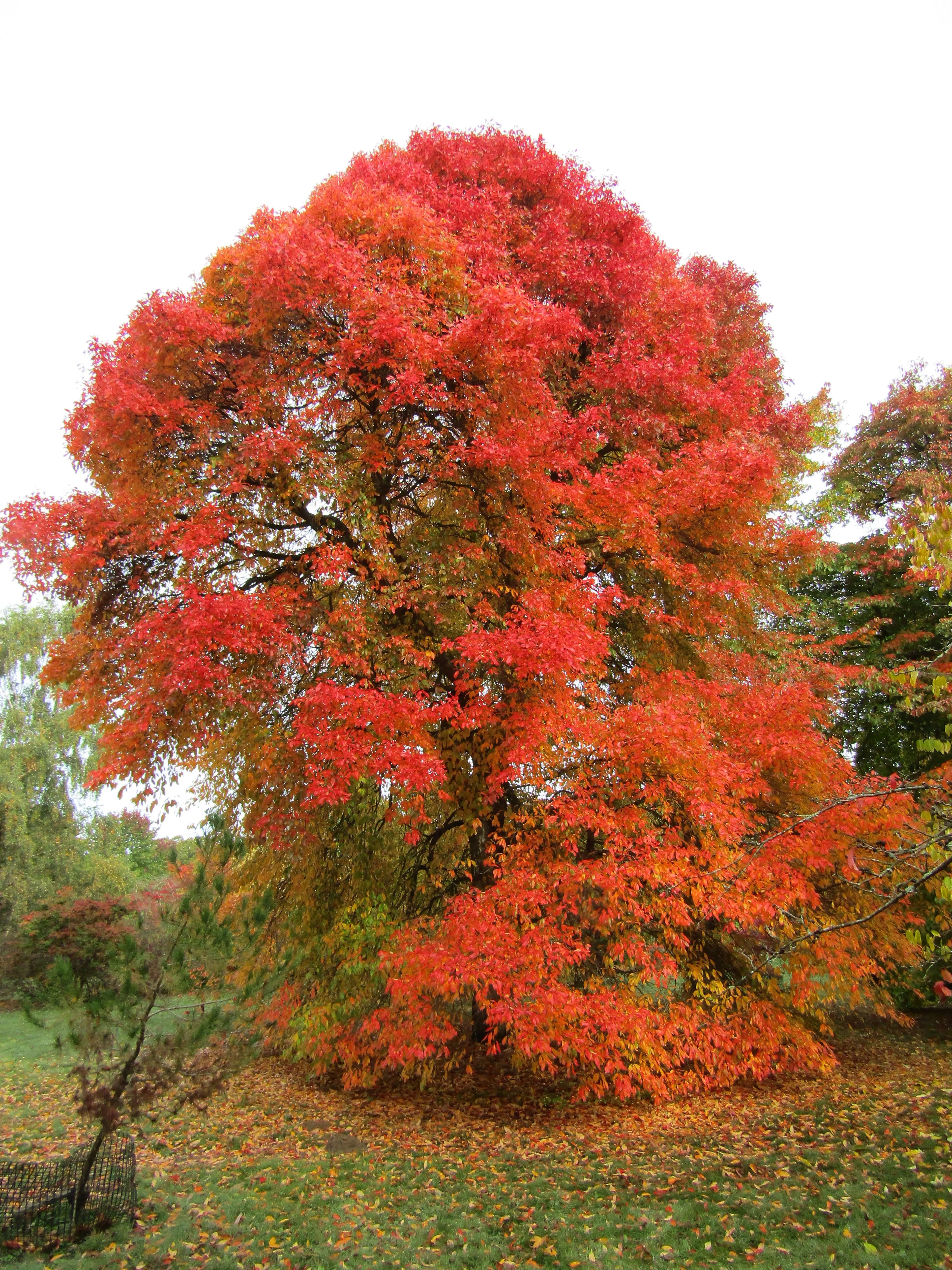 Sour Gum Black Tupelo Nyssa sylvatica 100 Seeds  USA Company