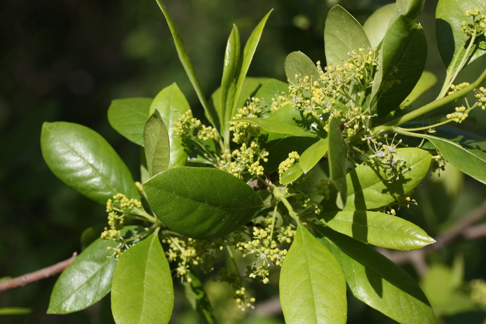 Sour Gum Black Tupelo Nyssa sylvatica 100 Seeds  USA Company