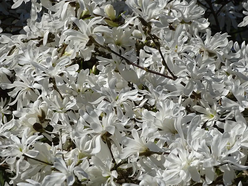 Star Magnolia  10 Seeds  Magnolia stellata