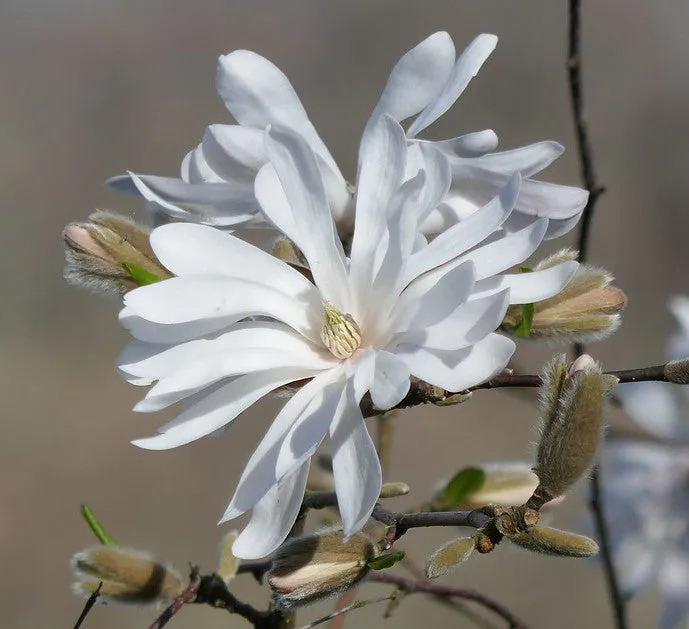 Star Magnolia  10 Seeds  Magnolia stellata