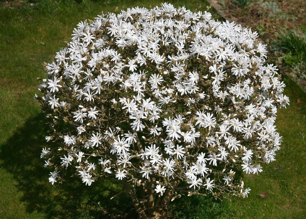 Star Magnolia  10 Seeds  Magnolia stellata