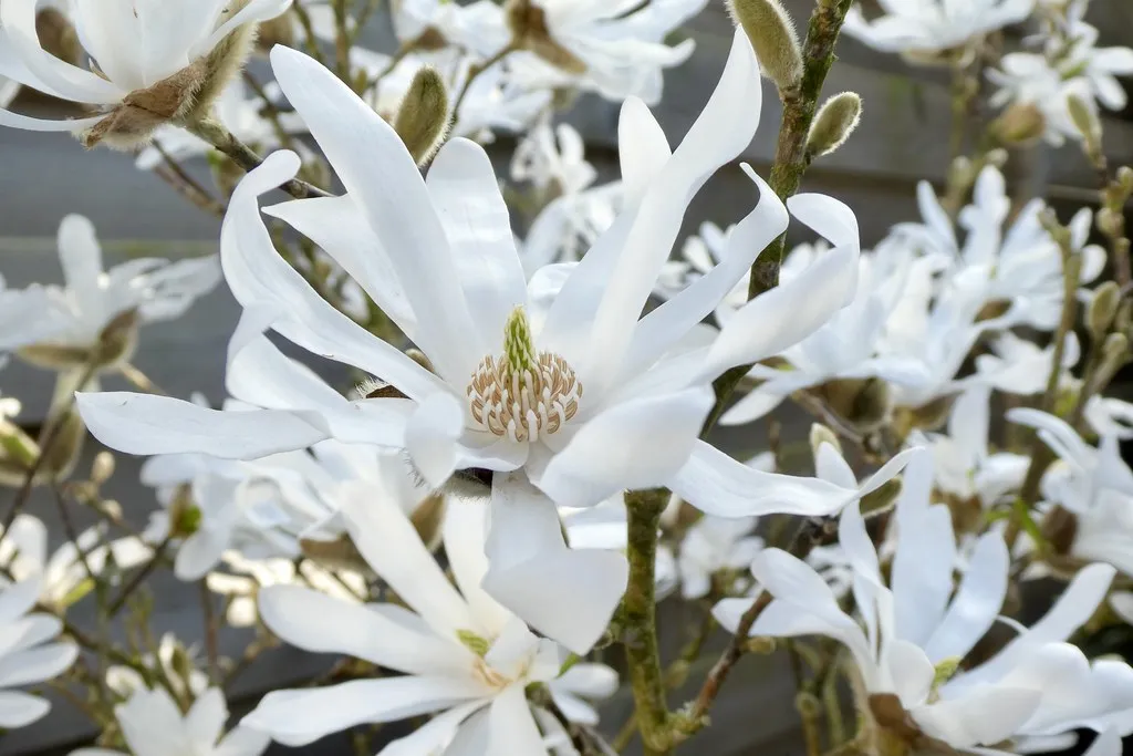 Star Magnolia  10 Seeds  Magnolia stellata